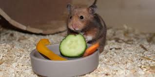 Krla usa & canada show sat. Hamster Kaufen Wo Kauft Man Den Hamster Auf Was Muss Man Achten