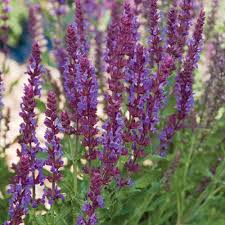 Image result for Salvia stenophylla