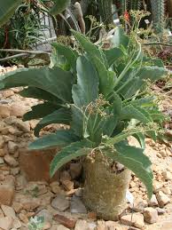 Image result for Cyphostemma congestum