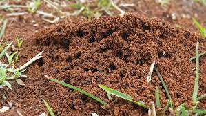 Maybe you would like to learn more about one of these? Ask Burton Q When Preparing To Plant Onions In My Garden I Noticed A Lot Of Fire Ant Mounds I Don T Want Ant Bites And Don T Want Them To Hurt My Onions