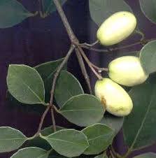 Image result for Elaeodendron