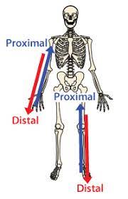 First you have to place the body in anatomical position. Planes Of Movement Proximal Distal Proximal Vs Distal Skeleton Basic Anatomy And Physiology Human Anatomy And Physiology Anatomy And Physiology