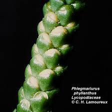 Image result for Lycopodiaceae