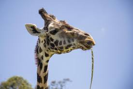 Veja mais ideias sobre desenho girafa, girafa, girafas. Zoologico De Curitiba Tem A Girafa Mais Velha Do Brasil Diz Prefeitura Parana G1