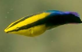 There is a dark horizontal stripe extending the length of. Hawaiian Cleaner Wrasse Wrasse Labroides Phthirophagus Tank Facts