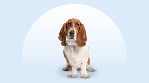 Image result for basset hound