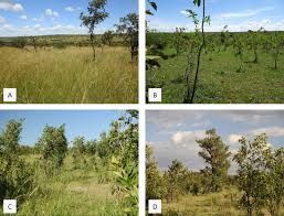 Image result for Combretum adenogonium