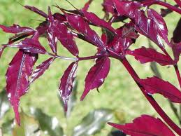 Image result for Leea