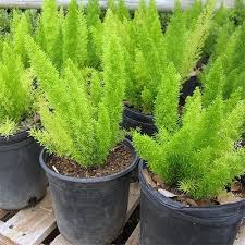 Foxtail fern plant in 6.33 in. What Does A Fox Tail Fern Look Like