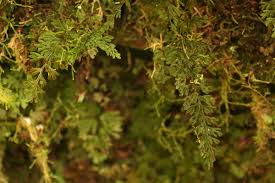 Image result for Hymenophyllum tunbridgense