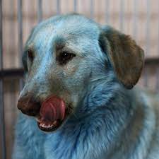 Seien sie der erste, der daten zur luftqualität in ihrer gemeinde misst und zur verfügung stellt. Blaue Hunde In Russland Entdeckt Behorden Stehen Vor Ratsel Geo