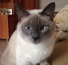 Here are 60 options based on dogs and cats from classic movies including lassie, lady and the tramp, the wizard of oz, and more. 350 Cat Names From Movies And Books The Paws Cat Names Cats Most Popular Cat Names