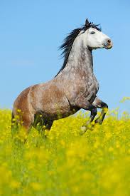 El centro de estudios iberoamericano s. Paso Iberoamericano Animal Stock Photos Kimballstock