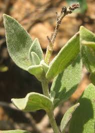 Image result for Syncolostemon elliottii