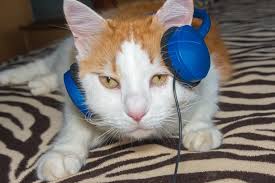Maybe you would like to learn more about one of these? 2 153 Cat Listening Photos Free Royalty Free Stock Photos From Dreamstime