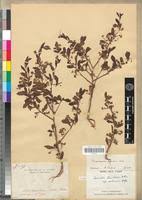 Image result for Terminalia boivinii