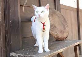 amgエンタテインメント on twitter kittens cutest cats kittens