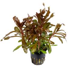 Image result for Nesaea polycephala