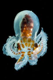 Shop with afterpay on eligible items. Larval Octopod Trawled From Florida By Dant Fenolio Octopod Animals Fish Pet