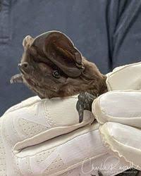 Image result for Perotis patens