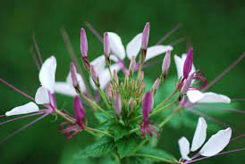 Image result for Cleome houtteana