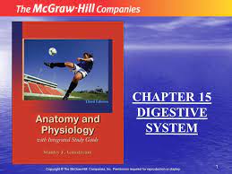 Chapter 15 Digestive System Ppt Download
