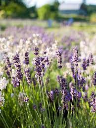 23 Top Lavender Varieties For Filling Your Garden With Color And Fragrance Lavender Plant Types Of Lavender Plants Plants