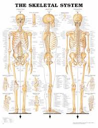 pdf human bones chart human anatomy