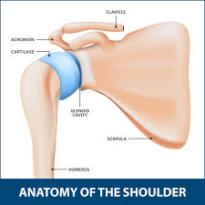 Quickly memorize the terms, phrases and much more. Fractures Of The Shoulder Blade Scapula Florida Orthopaedic Institute