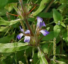 Image result for Hygrophila schulli