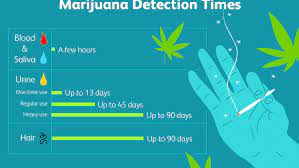 Metabolites of the drug may be found in the hair one week after a person uses the drug. How Long Does Marijuana Stay In Your System