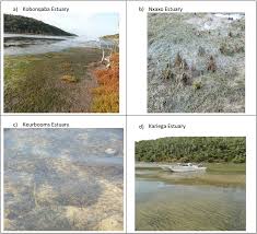 Image result for Zostera capensis