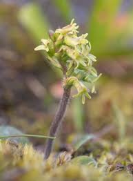 Image result for Holothrix villosa