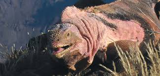 Summer Of Science Keeping An Eye On The Pink Iguana Nytimes Com