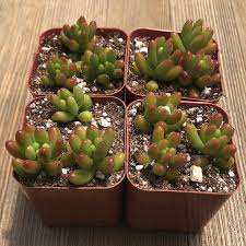This page contains affiliate links. Sedum Rubrotinctum Jelly Bean 2 Inch For Sale Online Harddy