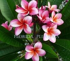 Plumeria Care In Florida Plumerias Grow Well In Florida California Hawaii Australia Seems Like A Good Bet To Plumeria Care Plumeria Flowers Plumeria Tree