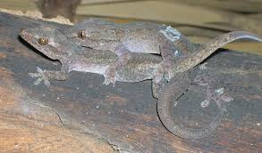 These authors also indicate that women's intense monitoring influences their positive effect on financial. A Review Of The Introduced Herpetofauna Of Mexico And Central America With Comments On The Effects Of Invasive Species And Biosecurity Methodology