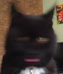 Welcome to r/intjmemes, the official subreddit and community for memes about intjs / memes that intjs enjoy. Create Meme Black Cat Meme Meme Cat Cat Pictures Meme Arsenal Com