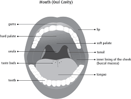 How does the doctor know i have oral cavity and oropharyngea l cancer? What Is Oral Cancer Canadian Cancer Society