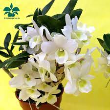 Dendrobium Angel Baby Love Pocket Orchid Orchids Orchidee Orchideen Orchideengarten Orquidea Orquideas Orchidees O Beautiful Orchids Orchids Flowers