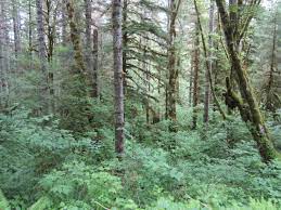 Clatsop state forest is a state forest in clatsop and columbia counties in the u.s. Clatsop State Forest Jewel Meadows Area Oregon Conservation Strategy