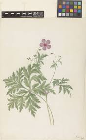 Image result for Geranium mlanjense
