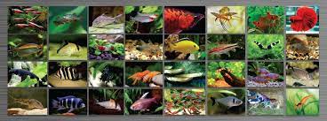 Indonesia Tropical Aquarium Fish Exporter Pt Indo Tropika Agung Lestari