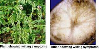 Some leaves are yellow near the base. Potato Diseases And Symptoms Vikaspedia