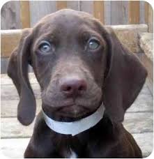 chicago il german shorthaired