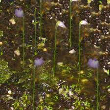 Image result for Utricularia arenaria