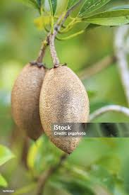 Image result for Manilkara zapota