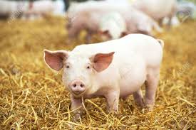 Un Jeune Porcelet Sur Foin Et De Paille À La Ferme D'élevage De Porcs  Banque D'Images et Photos Libres De Droits. Image 50038110