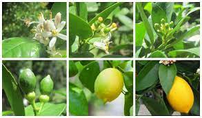 Stages Of Fruit Drop And Why Is My Citrus Fruit Still Green Lemoncitrustree Citrus Blog Meyer Lemon Tree Lemon Flowers Lemon Plant