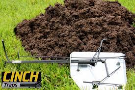 Poke a hole through the mound with a stick or the end of a broom handle. Mole Trap Cinch Traps The Best Mole Gopher Trap
